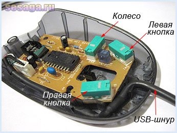 Внутренняя мышь. Элементы компьютерной мыши. Строение компьютерной мыши. Мышь это устройство. Строение компьютерной мышки.